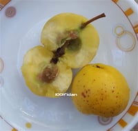 Crataegus azarolus Aşılı Sarı Belen Alıç fidanı
