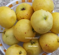 Crataegus azarolus Aşılı Sarı Belen Alıç fidanı