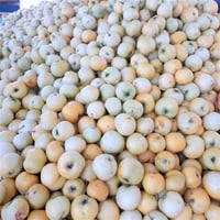 Crataegus azarolus Aşılı Sarı Belen Alıç fidanı