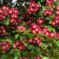 Crataegus laevigata Crimson Cloud Süs alıcı fidanı