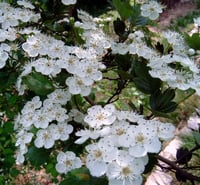 Crataegus laevigata Kırmızı alıç fidanı