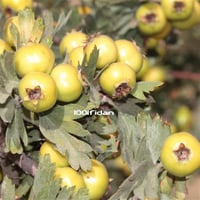 Crataegus orientalis Aşılı Sarı Malatya Alıç fidan