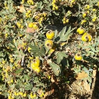 Crataegus orientalis Aşılı Sarı Malatya Alıç fidan