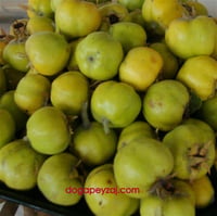 Crataegus pontica Aşılı Sarı Bayburt Alıç fidanı