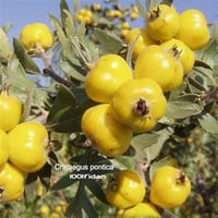 Crataegus pontica Aşılı Sarı Bayburt Alıç fidanı