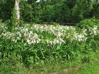 Crinum powelli Album Krinum Soğanı-Beyaz