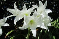 Crinum powelli Album Krinum Soğanı-Beyaz