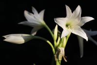 Crinum powelli Album Krinum Soğanı-Beyaz