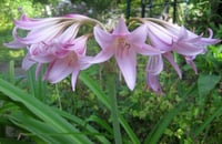 Crinum powelli Krinum Soğanı
