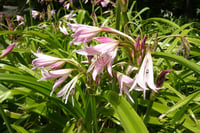 Crinum powelli Krinum Soğanı