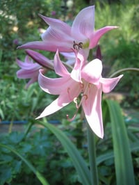Crinum powelli Krinum Soğanı