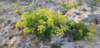 Crithmum maritimum Kaya Koruğu