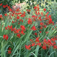 Crocosmia lucifer Şeytan Çatlatan Soğanı
