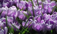 Crocus sativus 1 adet Safran Soğanı