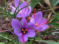 Crocus sativus 1 adet Safran Soğanı