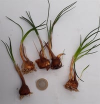 Crocus sativus 1 adet Safran Soğanı