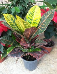Croton petra Kraton Bitkisi