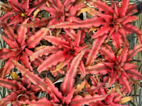 Cryptanthus bivittatus Kırmızı rozet fidesi