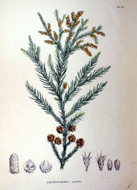Cryptomeria japonica Japon Kadife Çamı fidanı