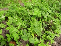 Cryptotaenia japonica Japon Maydonozu fidesi
