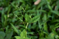 Cryptotaenia japonica Japon Maydonozu fidesi