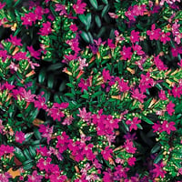 Cuphea hyssopifolia Kufeya Cennet Çiçeği Bordo