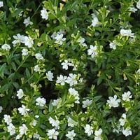 Cuphea hyssopifolia Kufeya Cennet Çiçeği Beyaz