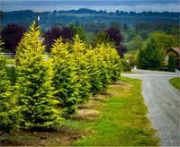 Cupressocyparis leylandii Gold Rider sarı altuni leylandi fidanı