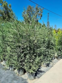 Cupressocyparis leylandii Leylandi fidan