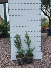 Cupressocyparis leylandii Leylandi fidan