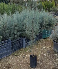 Cupressus Arizonica Mavi Servi Mavi Selvi fidanı