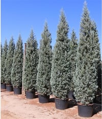Cupressus Arizonica Mavi Servi Mavi Selvi fidanı