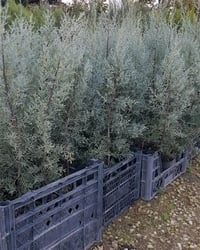 Cupressus Arizonica Mavi Servi Mavi Selvi fidanı