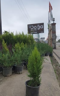 Cupressus macrocarpa Limon Selvi Limon Servi fidanı
