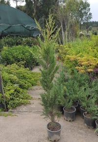 Cupressus macrocarpa Limon Selvi Limon Servi fidanı