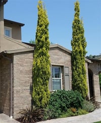 Cupressus sempervirens Gold Sarı Totem Selvi Servi fidanı