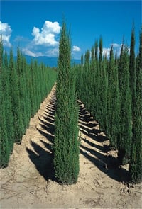 Cupressus sempervirens stricta Kalem Selvi
