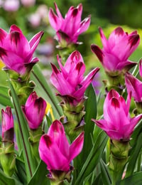 Curcuma alismatifolia Siam Splash