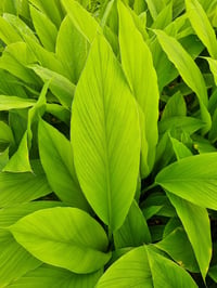 Curcuma longa Zerdeçal fidanı