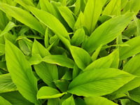 Curcuma longa Zerdeçal fidanı