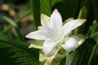 Curcuma longa Zerdeçal fidanı