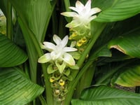 Curcuma longa Zerdeçal fidanı