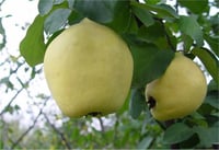 Cydonia vulgaris Eşme Ayva fidanı