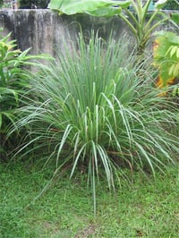 Cymbopogon citratus Lemon grass lemon limon çimi fidesi