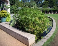 Cyperus alternifolius Japon şemsiyesi bodur papirus fidanı