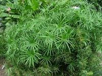 Cyperus alternifolius Japon şemsiyesi bodur papirus fidanı