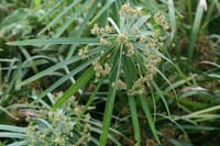 Cyperus alternifolius Japon şemsiyesi bodur papirus fidanı
