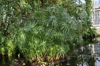 Cyperus alternifolius Japon şemsiyesi bodur papirus fidanı