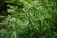 Cyperus alternifolius nana Bodur Japon Şemsiyesi Fidanı