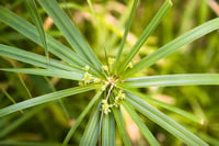 Cyperus alternifolius nana Bodur Japon Şemsiyesi Fidanı